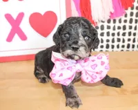 Milo, a male Cockapoo for sale in Paris, TX – Photo 2 of 5