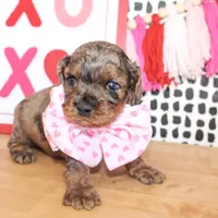 Charlie, a male Cockapoo for sale in Paris, TX – Photo 1 of 6