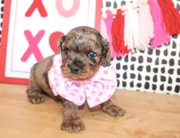 Charlie, a male Cockapoo for sale in Paris, TX – Photo 1 of 6