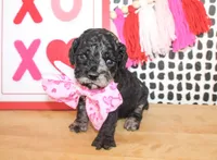 Milo, a male Cockapoo for sale in Paris, TX – Photo 4 of 5