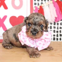 Charlie, a male Cockapoo for sale in Paris, TX – Photo 2 of 6