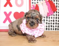 Charlie, a male Cockapoo for sale in Paris, TX – Photo 2 of 6