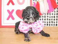 Milo, a male Cockapoo for sale in Paris, TX – Photo 1 of 5