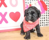 Bentley, a male Cockapoo for sale in Paris, TX – Photo 1 of 3