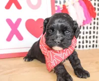 Bentley, a male Cockapoo for sale in Paris, TX – Photo 2 of 3