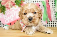 Nash, a male Cocker Spaniel for sale in Paris, TX – 2 of 7