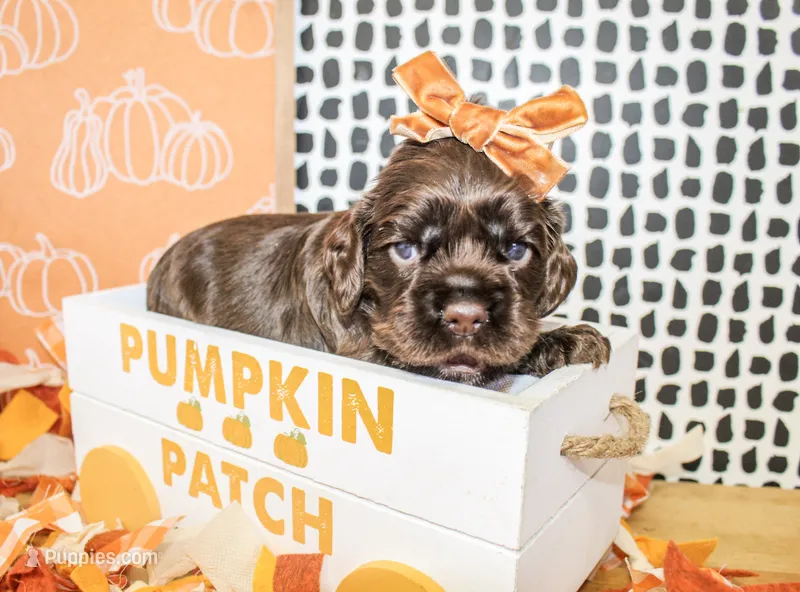 Lou – Cocker Spaniel puppy for sale in Paris, TX