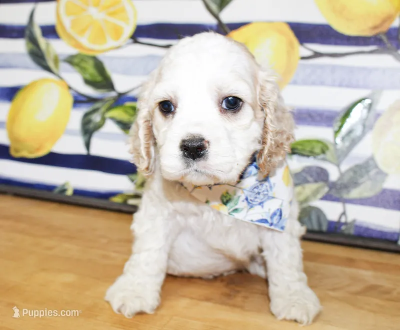 Dane – Cocker Spaniel puppy for sale in Paris, TX