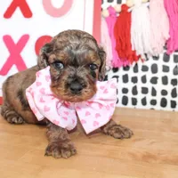 Charlie, a male Cockapoo for sale in Paris, TX – Photo 3 of 6