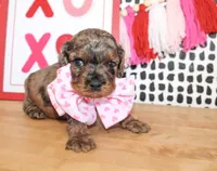 Charlie, a male Cockapoo for sale in Paris, TX – Photo 3 of 6