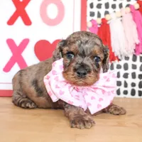 Charlie, a male Cockapoo for sale in Paris, TX – Photo 4 of 6