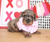 Charlie, a male Cockapoo for sale in Paris, TX – Photo 4 of 6