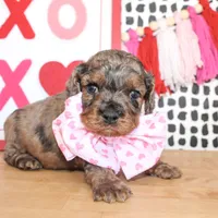 Charlie, a male Cockapoo for sale in Paris, TX – Photo 5 of 6