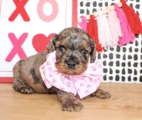 Charlie, a male Cockapoo for sale in Paris, TX – Photo 5 of 6