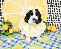 Tillie, a female Cocker Spaniel for sale in Paris, TX – 3 of 7