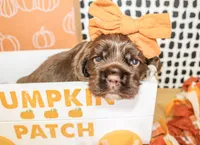 Minnie, a female Cocker Spaniel for sale in Paris, TX – 2 of 4