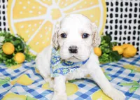 Dane, a male Cocker Spaniel for sale in Paris, TX – 2 of 5