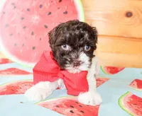 Asher, a male Cavapoo for sale in Paris, TX – Photo 2 of 3