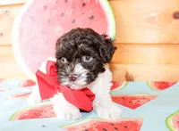 Asher, a male Cavapoo for sale in Paris, TX – Photo 1 of 3