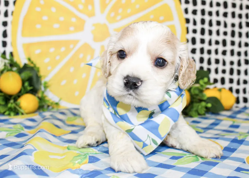 Cooper – Cocker Spaniel puppy for sale in Paris, TX