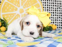 Pearl, a female Cocker Spaniel for sale in Paris, TX – 5 of 5
