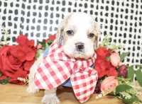 Rusty, a male Cocker Spaniel for sale in Paris, TX – Photo 3 of 7