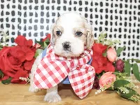 Rusty, a male Cocker Spaniel for sale in Paris, TX – Photo 2 of 7