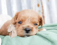 Bennett, a male Cavalier King Charles Spaniel for sale in Paris, TX – Photo 1 of 4