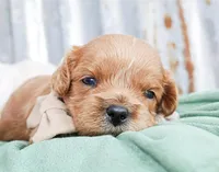 Bennett, a male Cavalier King Charles Spaniel for sale in Paris, TX – Photo 3 of 4
