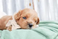 Bennett, a male Cavalier King Charles Spaniel for sale in Paris, TX – Photo 2 of 4