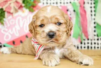Nash, a male Cocker Spaniel for sale in Paris, TX – 7 of 7