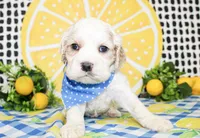 Nico, a male Cocker Spaniel for sale in Paris, TX – 2 of 5