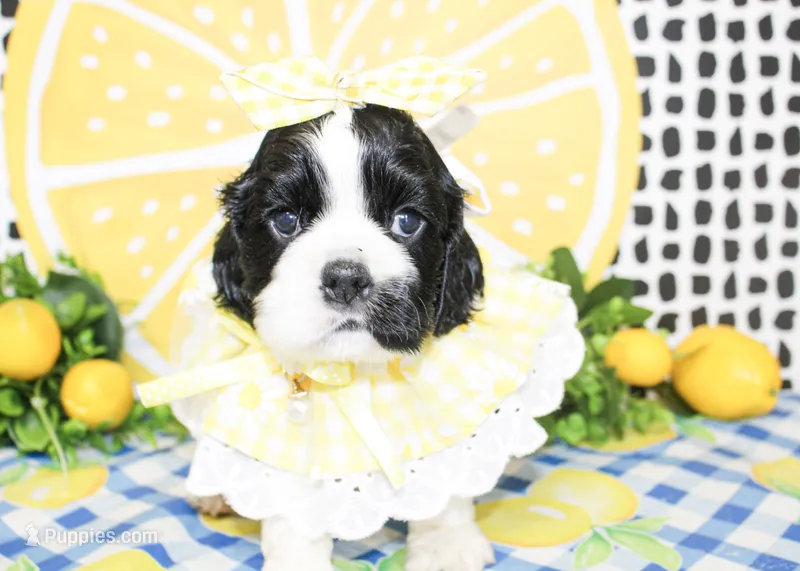 Tillie – Cocker Spaniel puppy for sale in Paris, TX