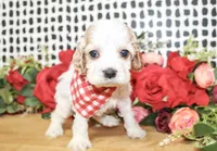 Cooper, a male Cocker Spaniel for sale in Paris, TX – Photo 5 of 9