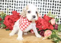 Cooper, a male Cocker Spaniel for sale in Paris, TX – Photo 6 of 9