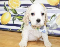 Dane, a male Cocker Spaniel for sale in Paris, TX – 5 of 10