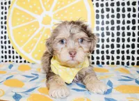 Mickey, a male Cavapoo for sale in Paris, TX – Photo 8 of 8