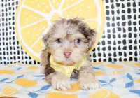 Mickey, a male Cavapoo for sale in Paris, TX – Photo 1 of 8