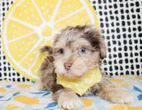 Mickey, a male Cavapoo for sale in Paris, TX – Photo 5 of 8