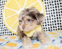 Mickey, a male Cavapoo for sale in Paris, TX – Photo 6 of 8