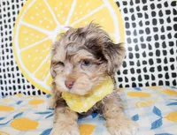 Mickey, a male Cavapoo for sale in Paris, TX – Photo 4 of 8