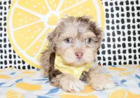 Mickey, a male Cavapoo for sale in Paris, TX – Photo 2 of 8