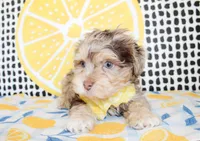 Mickey, a male Cavapoo for sale in Paris, TX – Photo 3 of 8