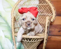 Bonnie, a female Cocker Spaniel for sale in Paris, TX – Photo 8 of 9