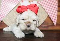 Bonnie, a female Cocker Spaniel for sale in Paris, TX – Photo 6 of 9