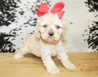 Bonnie, a female Cocker Spaniel for sale in Paris, TX – Photo 3 of 9