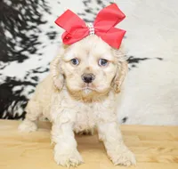 Bonnie, a female Cocker Spaniel for sale in Paris, TX – Photo 2 of 9