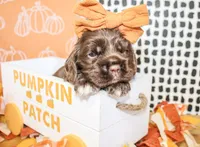 Minnie, a female Cocker Spaniel for sale in Paris, TX – 4 of 4