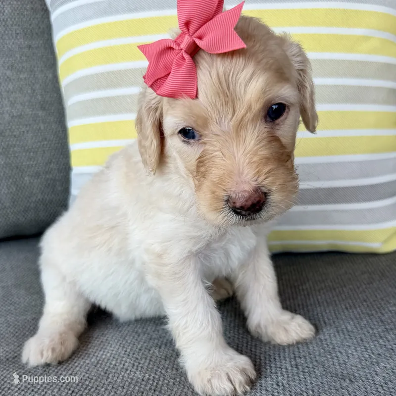 Coral – Goldendoodle puppy for sale in Wyandotte, OK