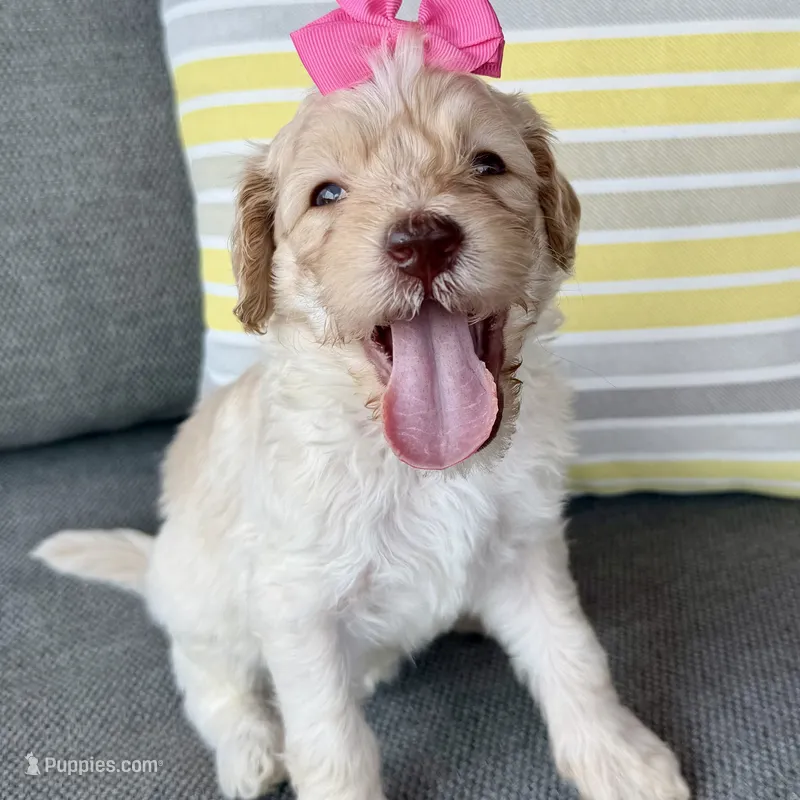 Summer – Goldendoodle puppy for sale in Wyandotte, OK